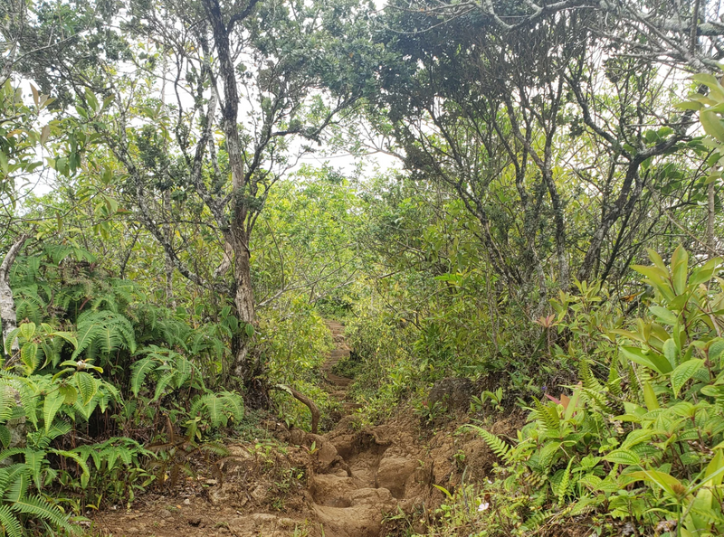 Exploring Hawaiʻi's Biodiversity